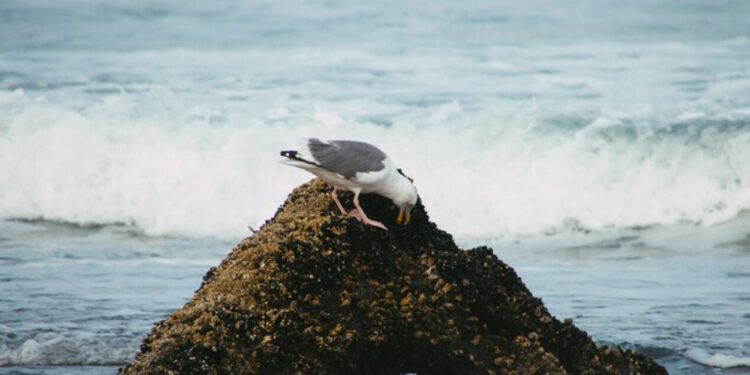Investigan metales pesados en aves de las Islas Galápagos por impacto ambiental