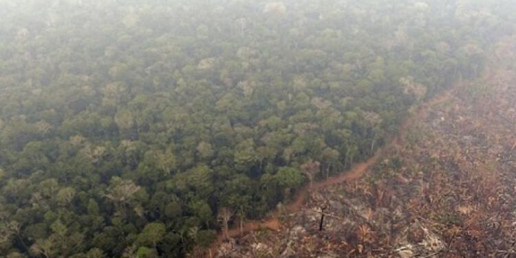La Amazonía pierde superficie equivalente al tamaño de Colombia