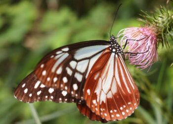 Mariposa tigre castaño bate récord tras volar 3,000 km de Japón a Hong Kong