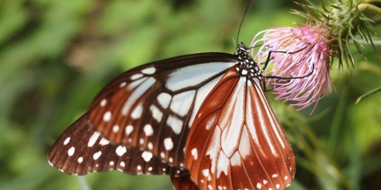 Mariposa tigre castaño bate récord tras volar 3,000 km de Japón a Hong Kong