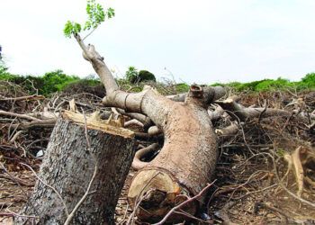 Medio Ambiente refuerza protección tras daños en las Dunas de Baní