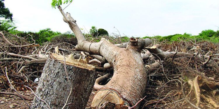 Medio Ambiente refuerza protección tras daños en las Dunas de Baní