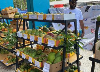 Miles disfrutan la Expo Mango 2025 en Baní, “La Capital del Mango”