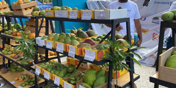 Miles disfrutan la Expo Mango 2025 en Baní, “La Capital del Mango”