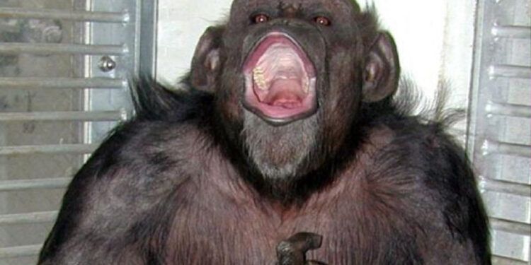 Muere Ai, la chimpancé experta en caracteres chinos