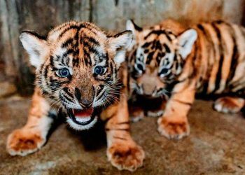 Nacen cachorros de tigre de una especie amenazada