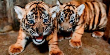 Nacen cachorros de tigre de una especie amenazada