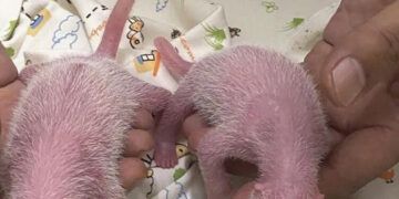 Nacen pandas gemelos en Hong Kong de Ying Ying, madre primeriza más longeva