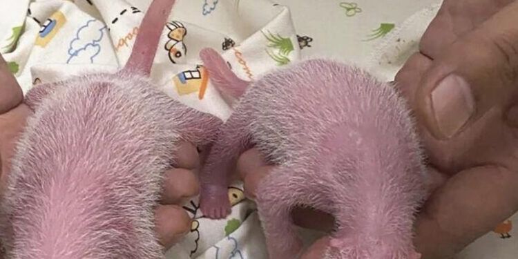 Nacen pandas gemelos en Hong Kong de Ying Ying, madre primeriza más longeva