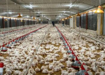 Normalización del suministro de pollo prometida para fin de mes