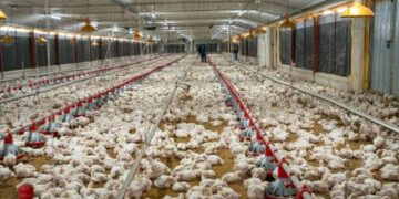 Normalización del suministro de pollo prometida para fin de mes