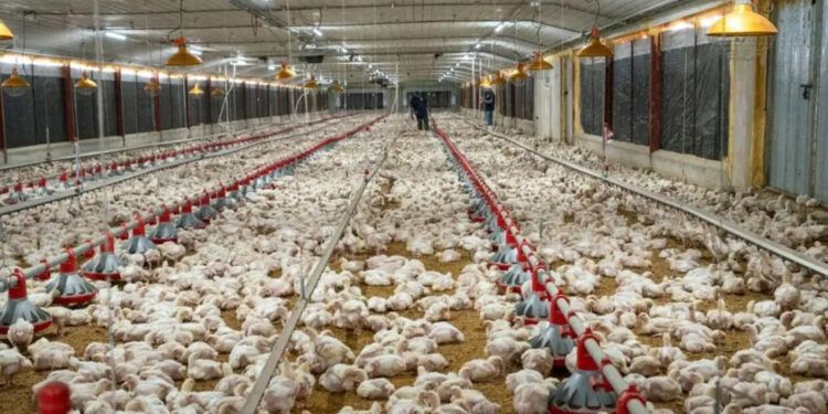 Normalización del suministro de pollo prometida para fin de mes
