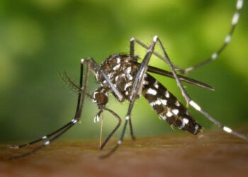 OMS alerta sobre aumento global de muertes y casos de malaria