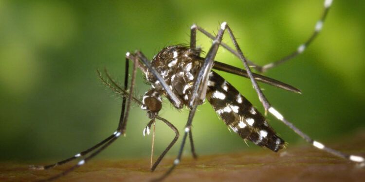 OMS alerta sobre aumento global de muertes y casos de malaria