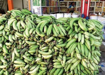 Plátanos en riesgo por falta de agua en Cabral, Barahona
