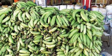 Plátanos en riesgo por falta de agua en Cabral, Barahona