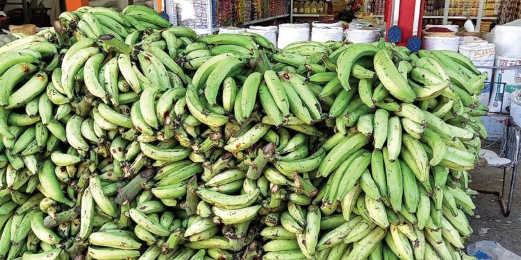 Plátanos en riesgo por falta de agua en Cabral, Barahona