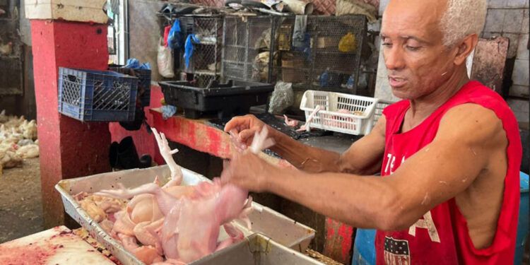 Pollo sube a RD$100 la libra y genera alarma en el Cibao