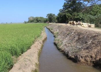 Productores aseguran no han perdido arroz por falta de agua