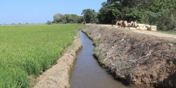 Productores aseguran no han perdido arroz por falta de agua