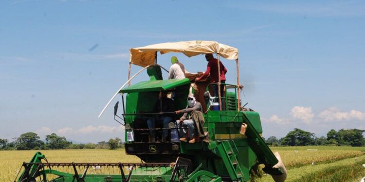 Productores de arroz piden frenar importaciones para proteger la cosecha local