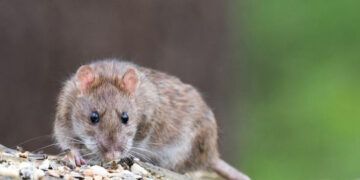 Ratones que respiran por el ano y palomas guía de misiles ganan el anti-Nobel