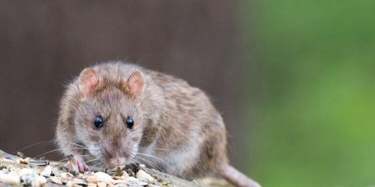 Ratones que respiran por el ano y palomas guía de misiles ganan el anti-Nobel
