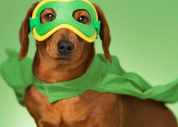 RD celebrará su primer festival de animales con actividades gratuitas y solidarias