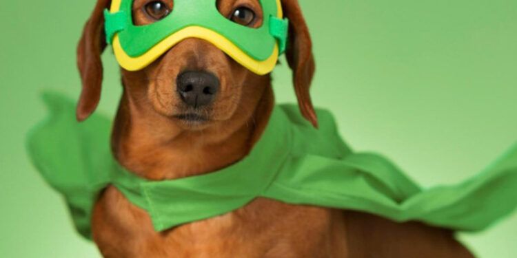 RD celebrará su primer festival de animales con actividades gratuitas y solidarias