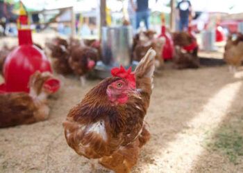 RD refuerza vacunación preventiva contra la influenza aviar