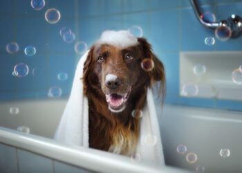 Baño e higiene de mascotas: ¿Cada cuánto es recomendable?