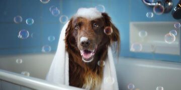 Baño e higiene de mascotas: ¿Cada cuánto es recomendable?