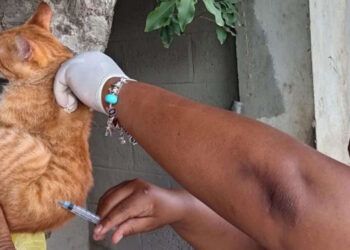 Salud Pública vacunará 60 mil perros y gatos contra la rabia