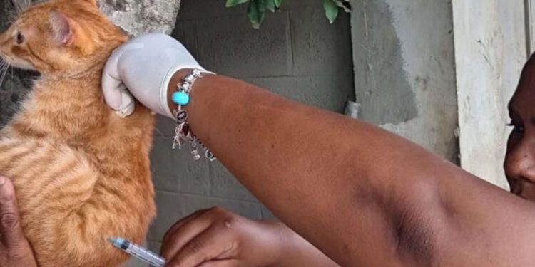 Salud Pública vacunará 60 mil perros y gatos contra la rabia