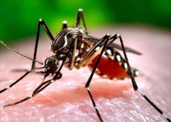 Santiago, Puerto Plata y Duarte lideran casos de dengue