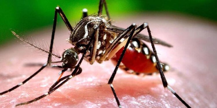 Santiago, Puerto Plata y Duarte lideran casos de dengue