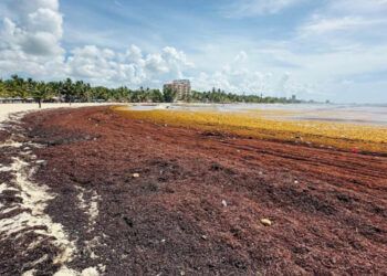 Sargazo invade playas de Juan Dolio y afecta al turismo