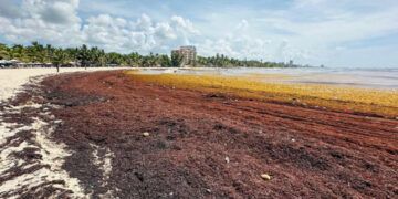 Sargazo invade playas de Juan Dolio y afecta al turismo