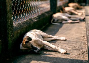Sobrepoblación de animales callejeros exige esterilización