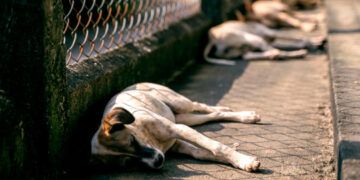 Sobrepoblación de animales callejeros exige esterilización