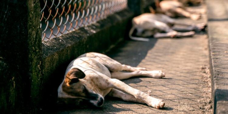 Sobrepoblación de animales callejeros exige esterilización