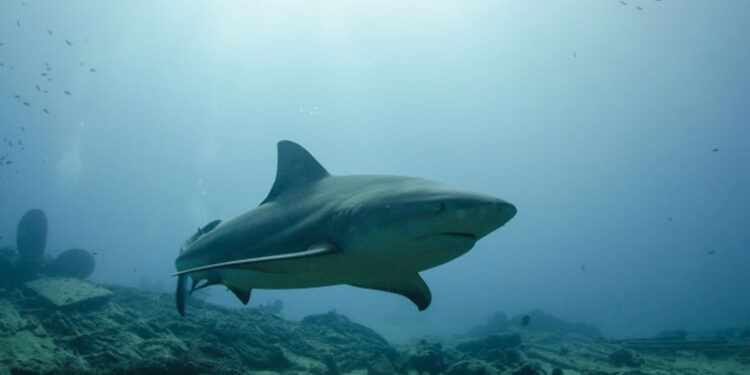 Surfista muere tras ataque de tiburón en playa de Sídney