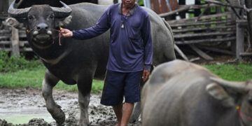 Tailandia y Camboya se reunirán para negociar tregua fronteriza