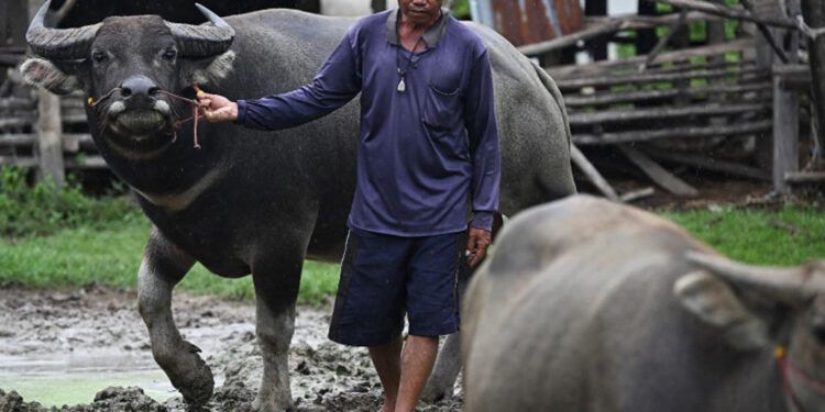 Tailandia y Camboya se reunirán para negociar tregua fronteriza