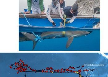 Tiburón 'Genie' registra migración récord en el Pacífico
