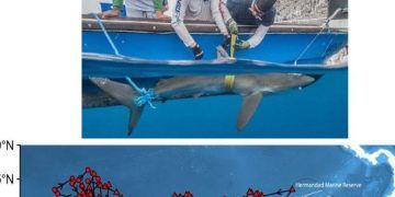 Tiburón 'Genie' registra migración récord en el Pacífico