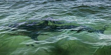 Tiburones atacan en texas: varios heridos en south padre island