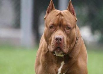 Tragedia en Italia: Pitbulls matan a bebé
