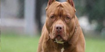 Tragedia en Italia: Pitbulls matan a bebé