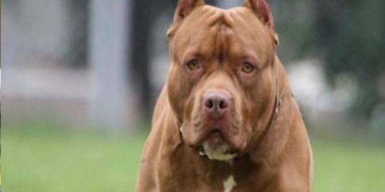 Tragedia en Italia: Pitbulls matan a bebé